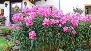 Bild "Ausstattung & Preis:blumen.jpg"